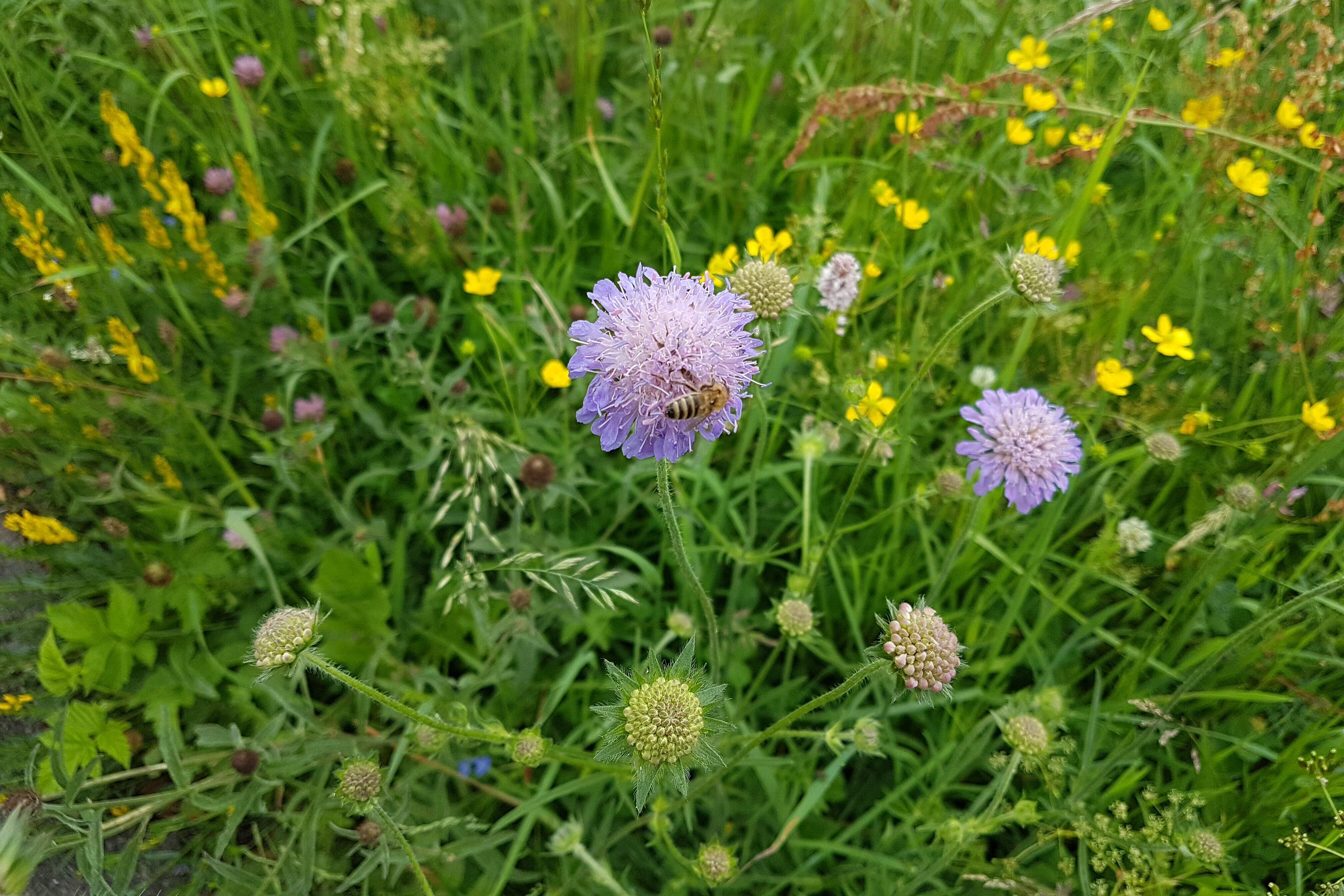 Flockenblume mit Biene am Ortsrand von Thranenweier